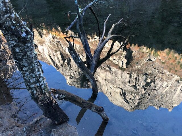 Rami d' albero che emergono dall'acqua, con il riflesso di una parete rocciosa sulla superficie.