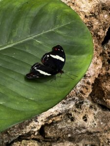 Farfalla nera con strisce bianche posata su una grande foglia verde, accanto a una superficie rocciosa.